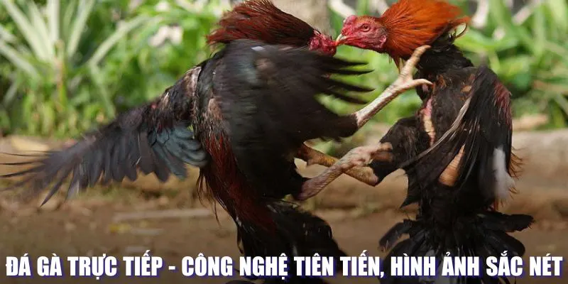 Đá gà trực tiếp hấp dẫn vì nhiều yếu tố
