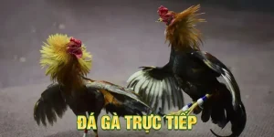 Đá Gà Trực Tiếp Là Gì? Hướng Dẫn Chi Tiết Cách Tham Gia Tại BJ88