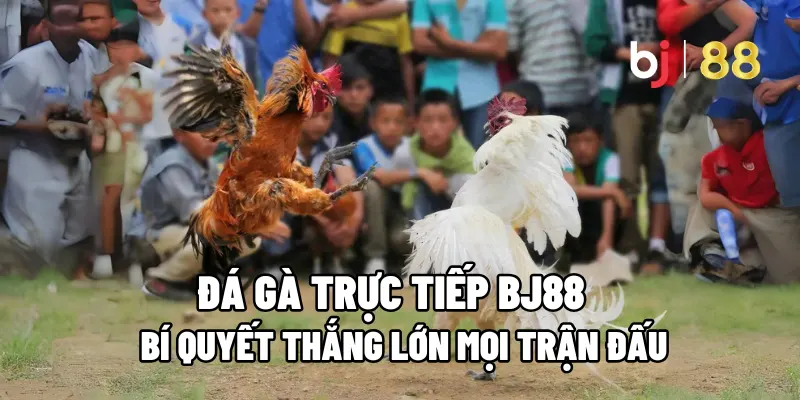 Hiểu về hình thức đá gà trực tiếp là gì?