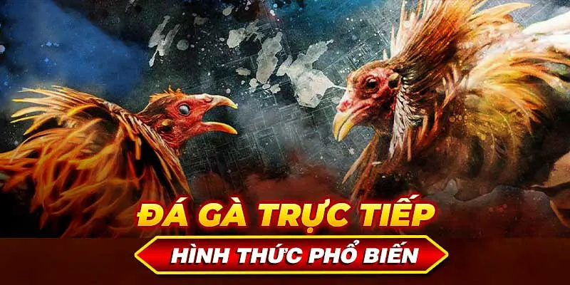 Một vài hình thức đá gà trực tiếp phổ biến